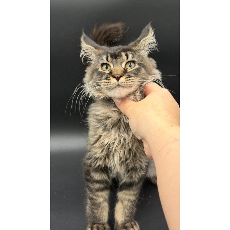 Maine Coon Wella