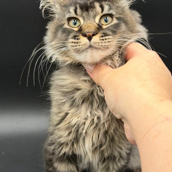 Maine Coon Wella