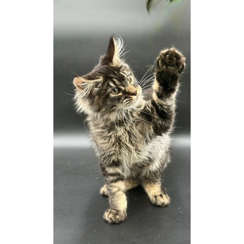 Maine Coon Wella
