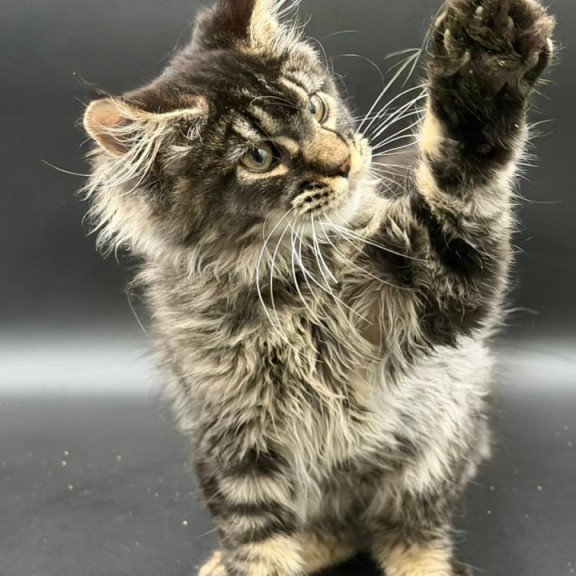 Maine Coon Wella