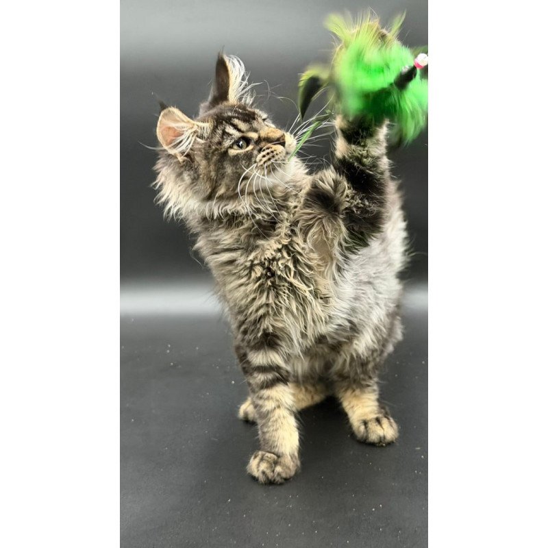 Maine Coon Wella