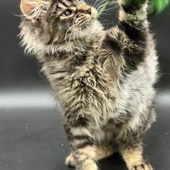 Maine Coon Wella