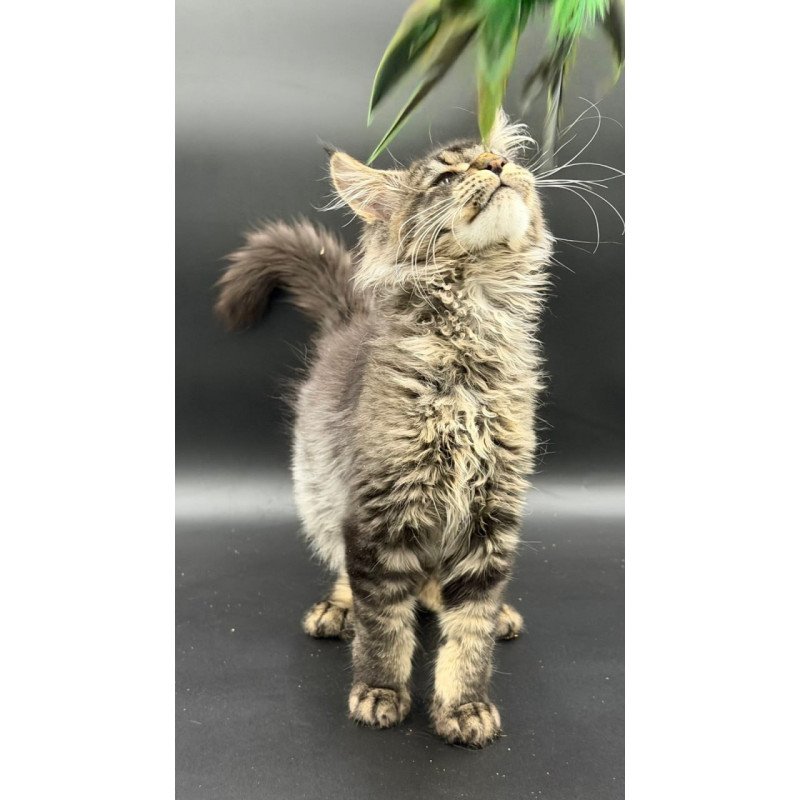Maine Coon Wella