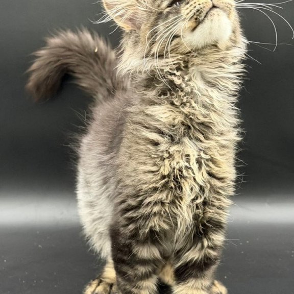Maine Coon Wella