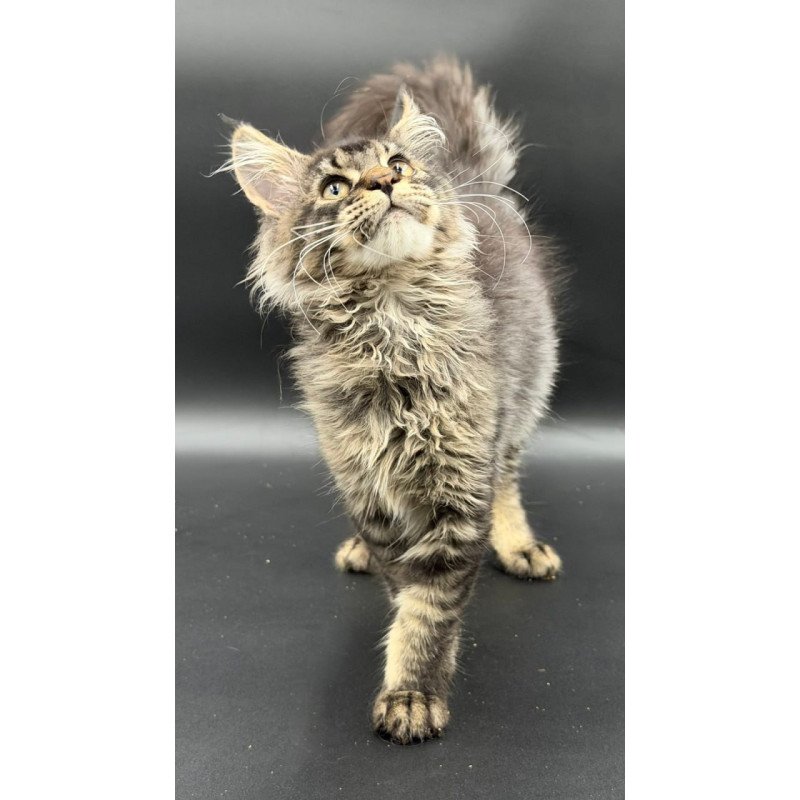 Maine Coon Wella