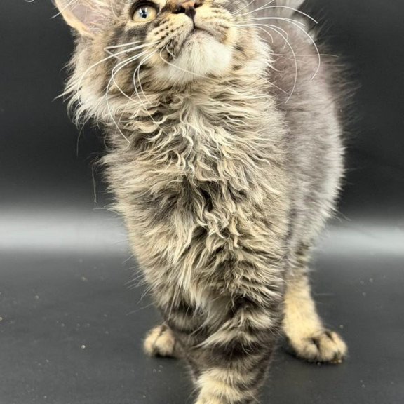 Maine Coon Wella