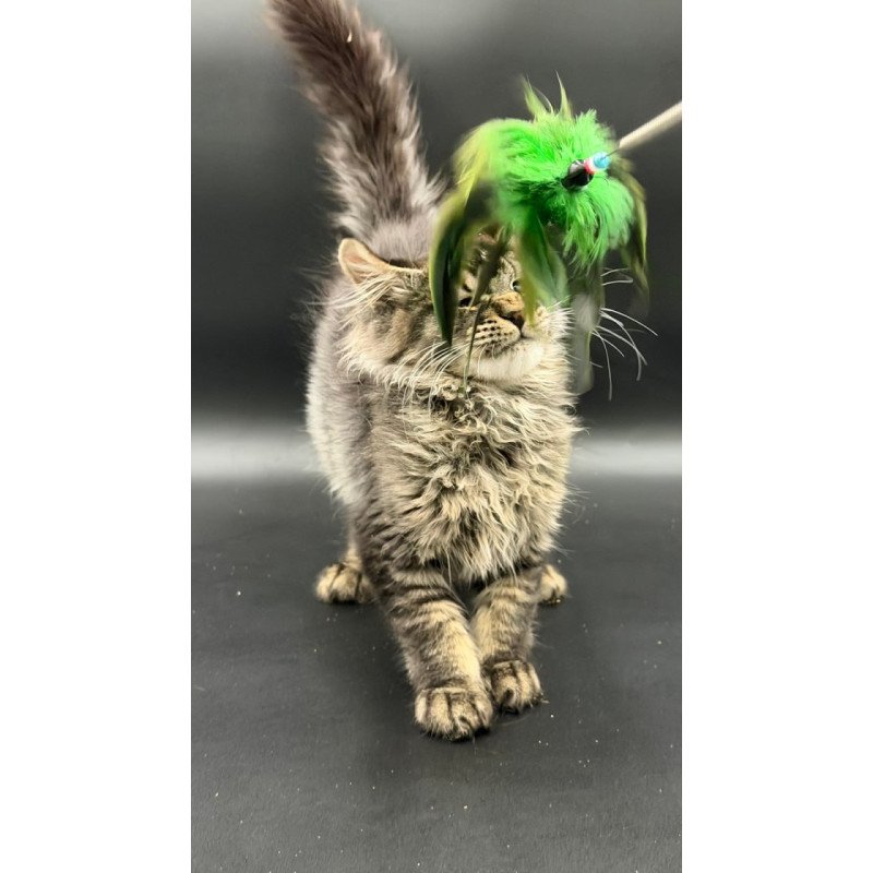Maine Coon Wella