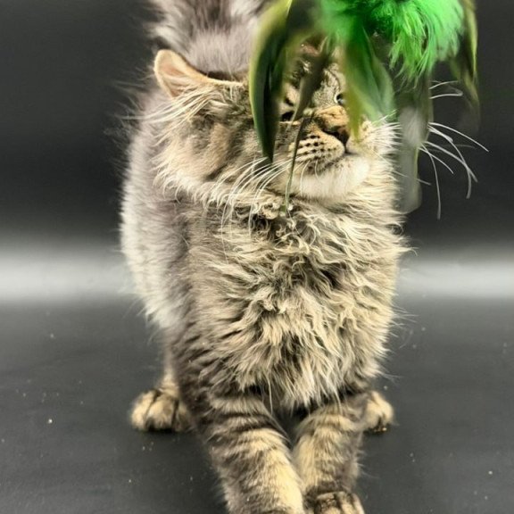 Maine Coon Wella