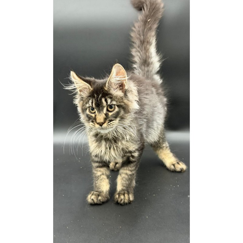 Maine Coon Wella