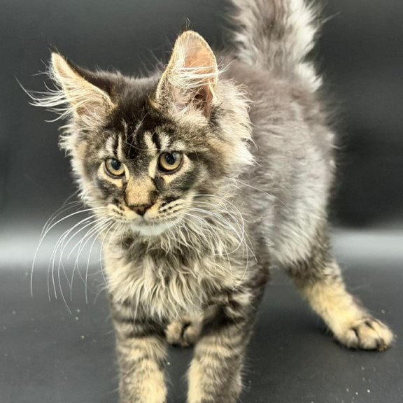 Maine Coon Wella