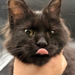 Maine Coon Wanda