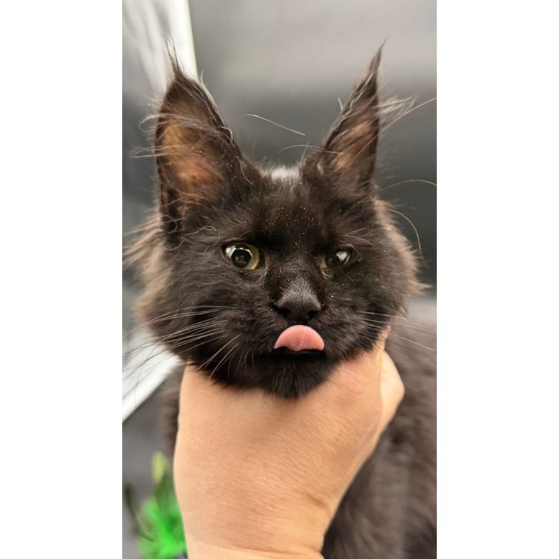 Maine Coon Wanda