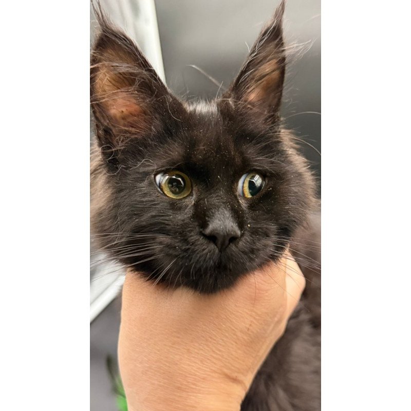 Maine Coon Wanda