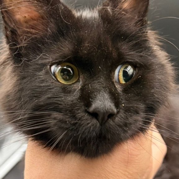 Maine Coon Wanda