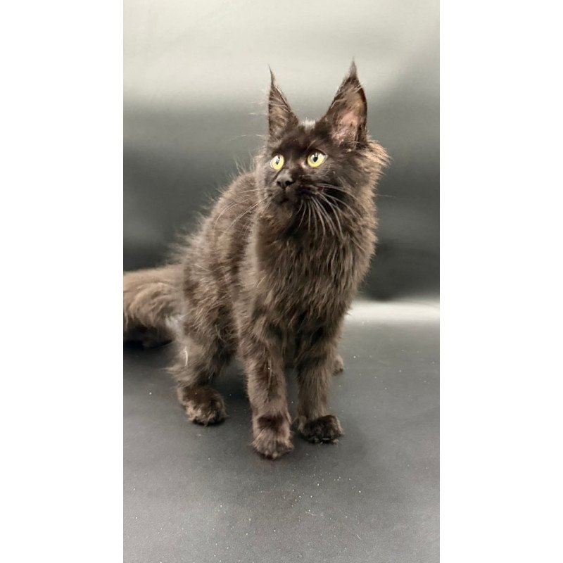 Maine Coon Wanda