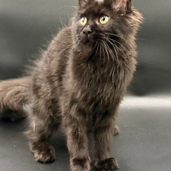 Maine Coon Wanda