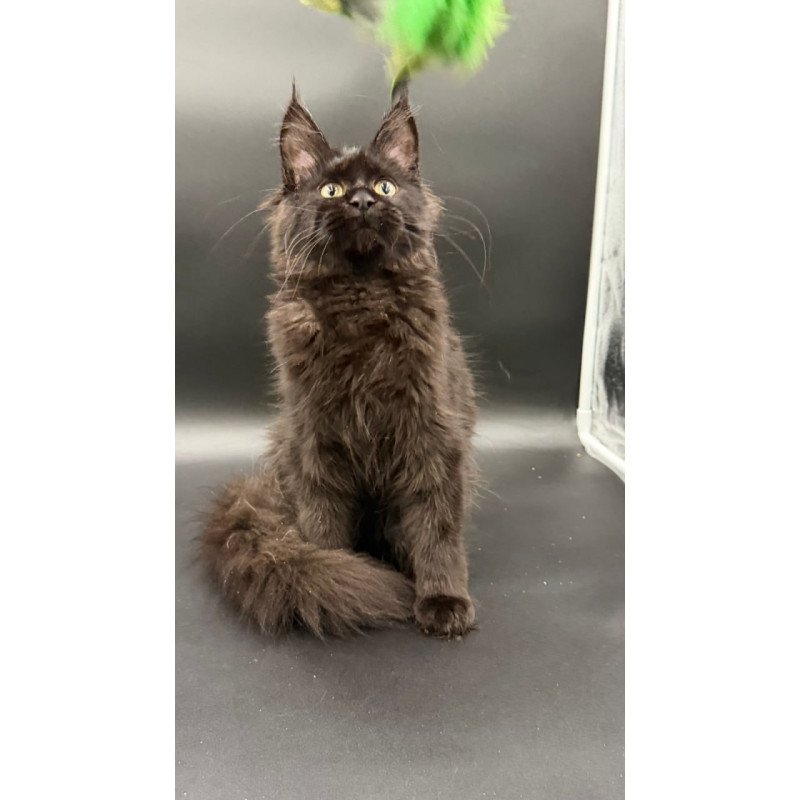 Maine Coon Wanda