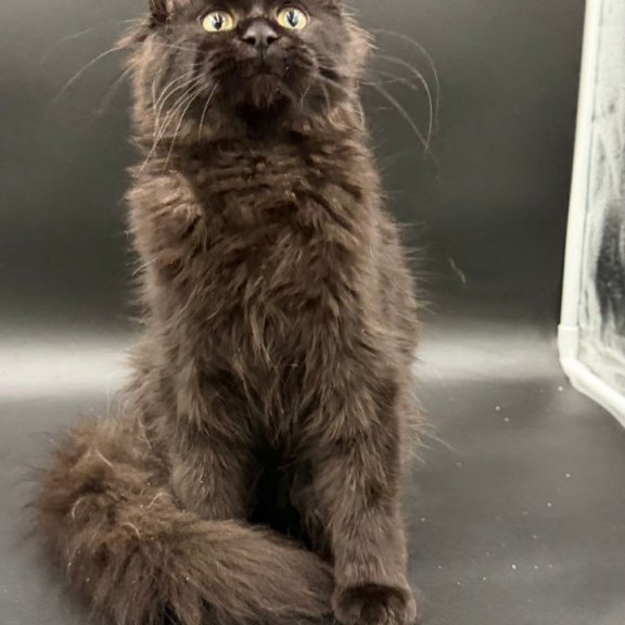 Maine Coon Wanda