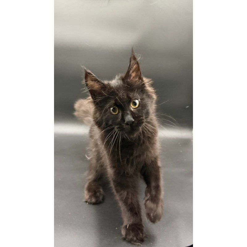 Maine Coon Wanda