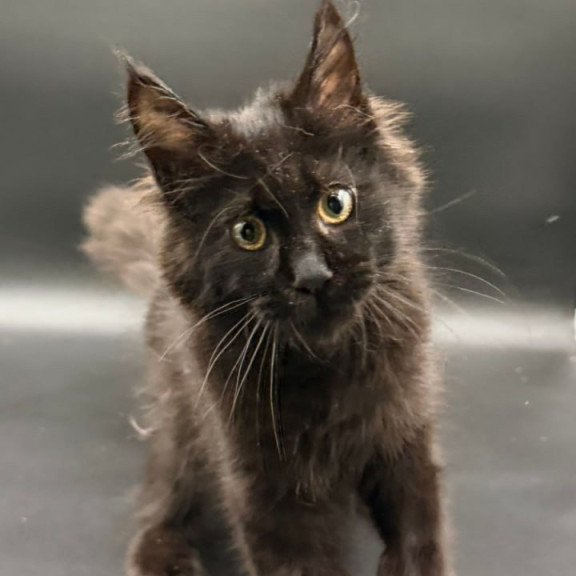 Maine Coon Wanda