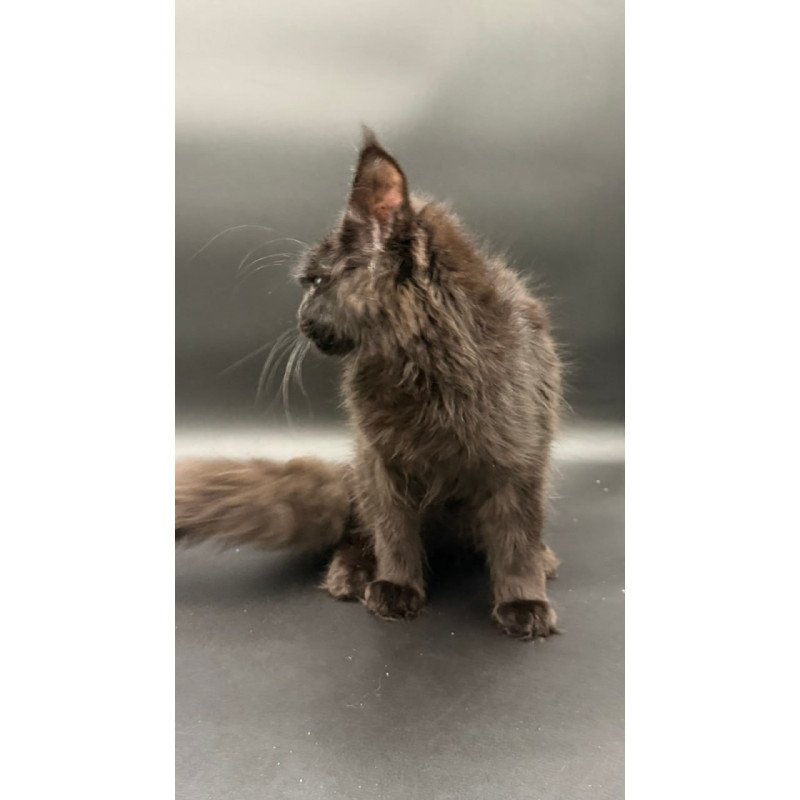 Maine Coon Wanda