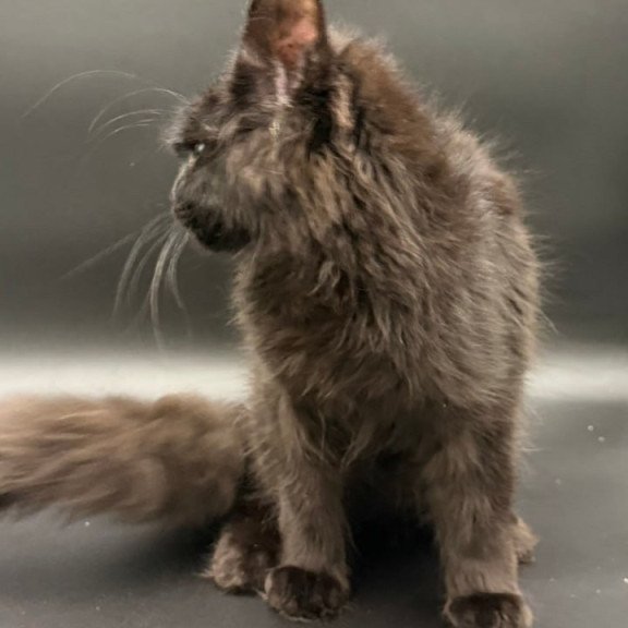 Maine Coon Wanda