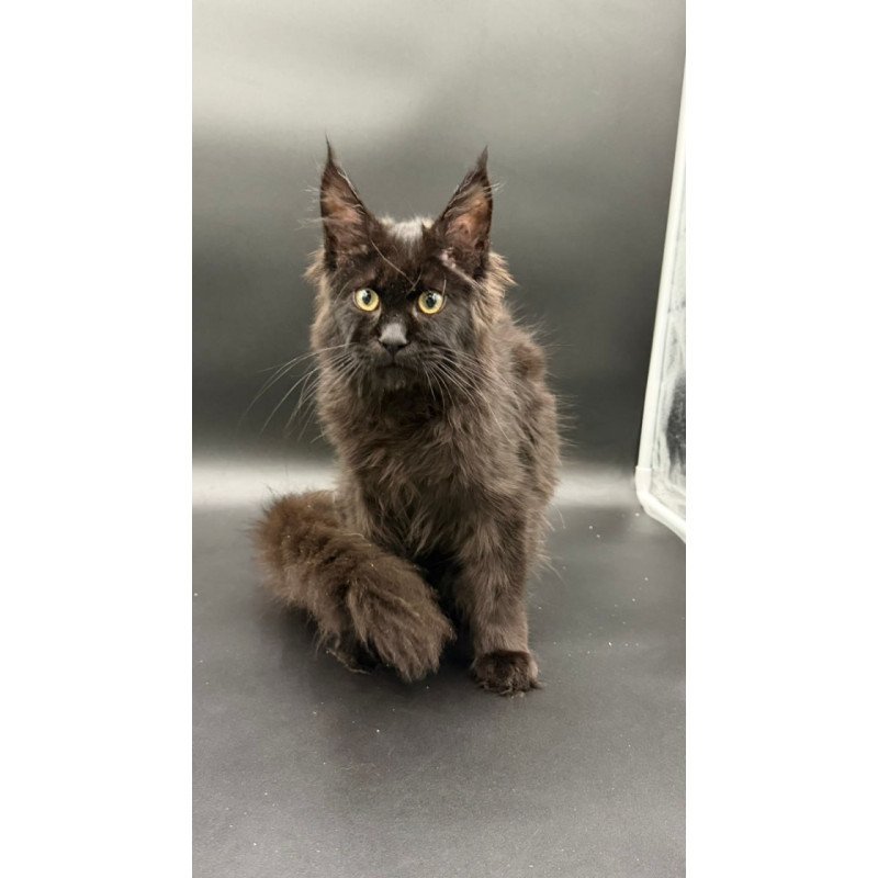 Maine Coon Wanda