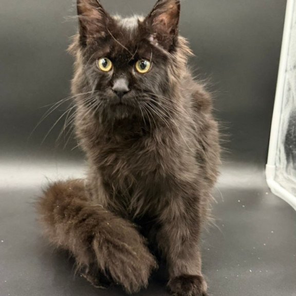 Maine Coon Wanda