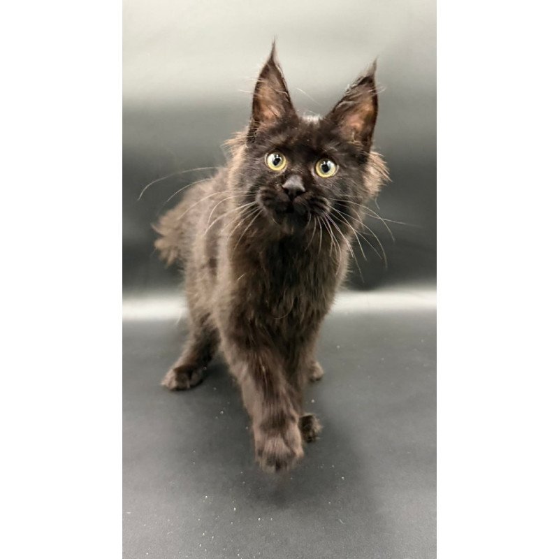 Maine Coon Wanda