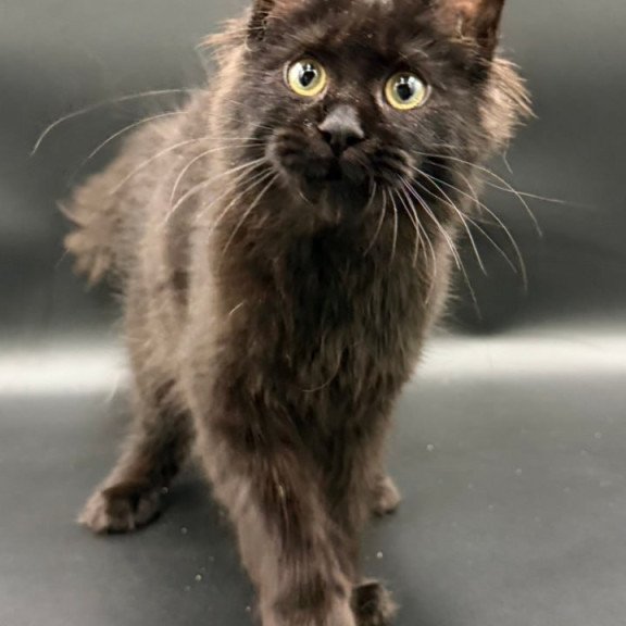Maine Coon Wanda