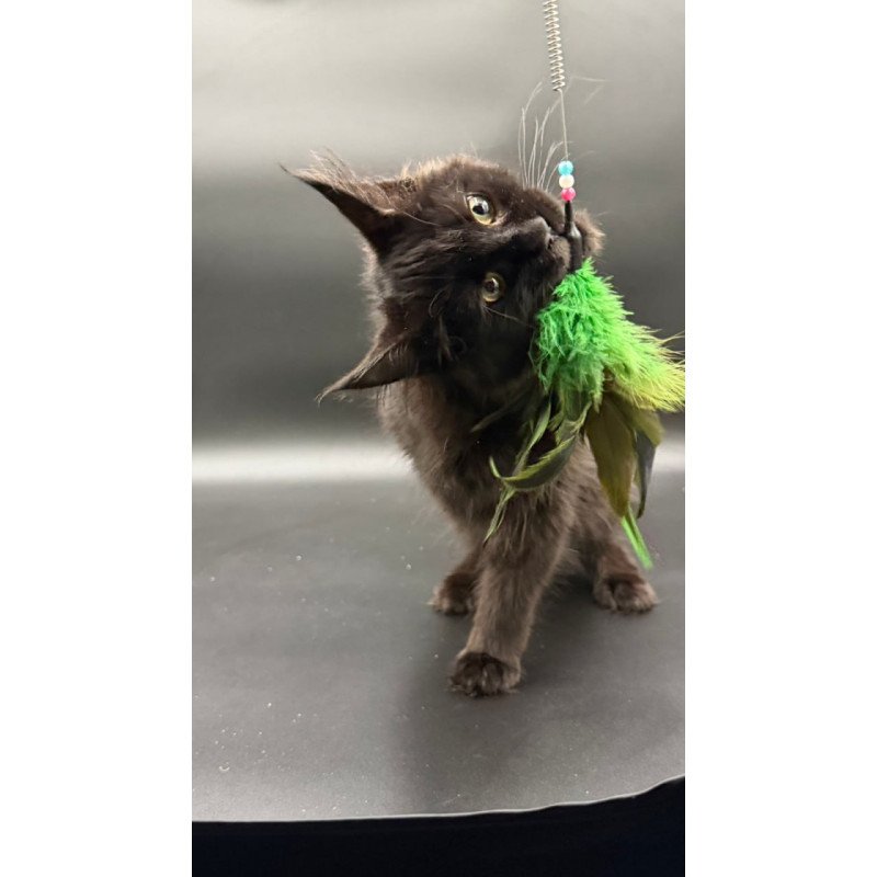 Maine Coon Wanda