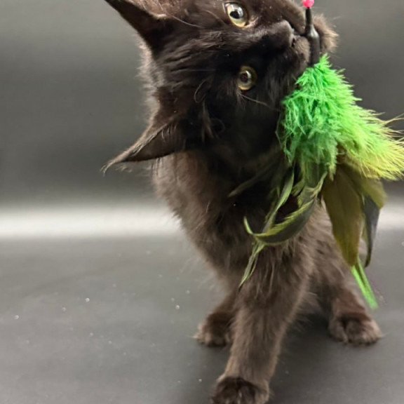 Maine Coon Wanda