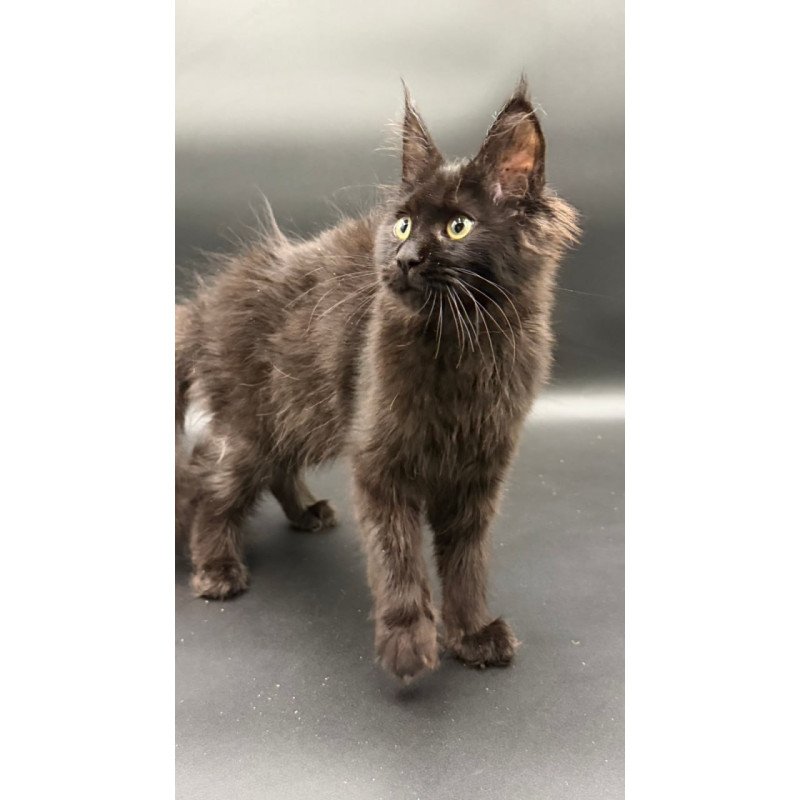 Maine Coon Wanda