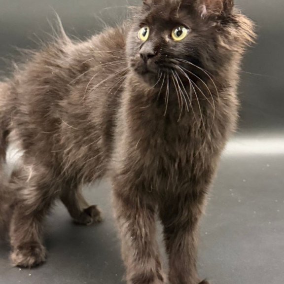 Maine Coon Wanda
