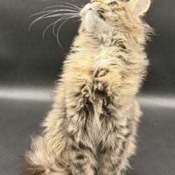 Maine Coon Werra