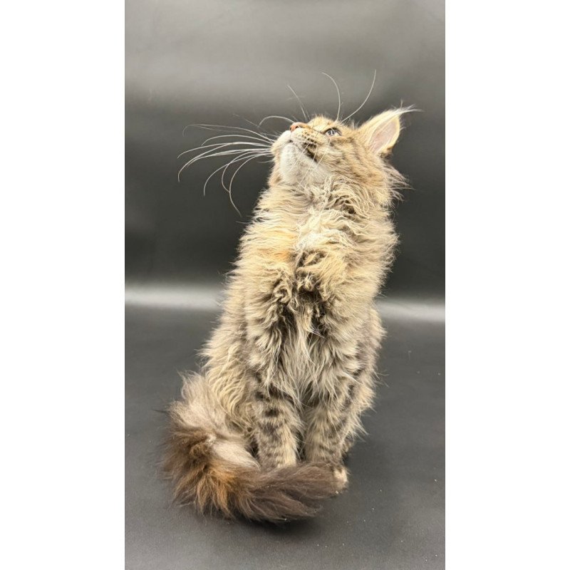 Maine Coon Werra
