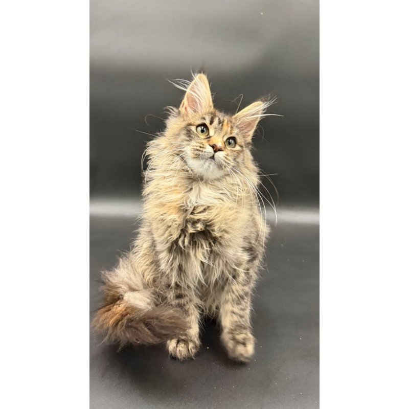 Maine Coon Werra