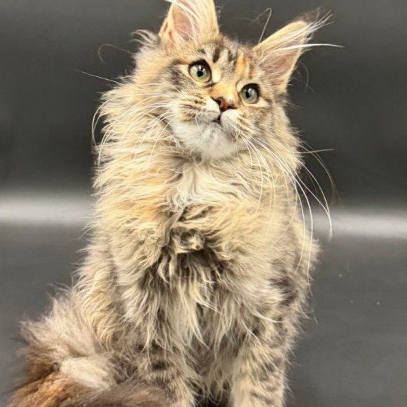 Maine Coon Werra