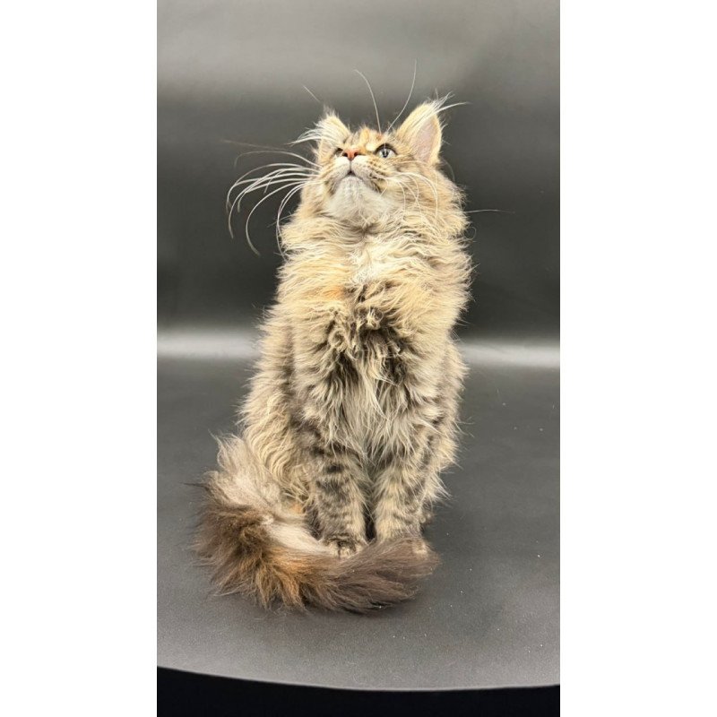 Maine Coon Werra