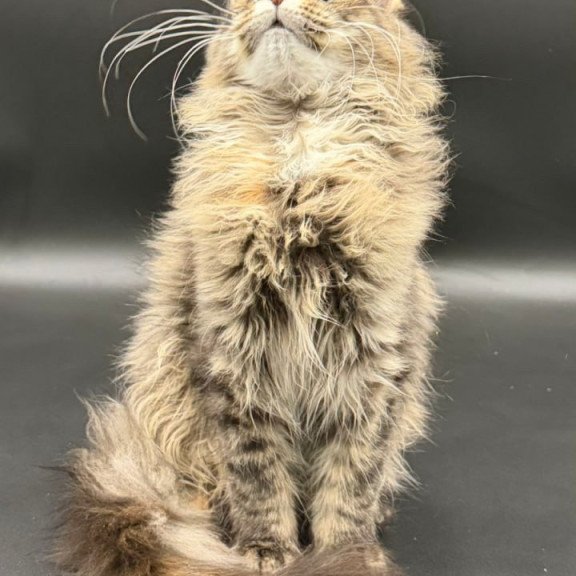 Maine Coon Werra