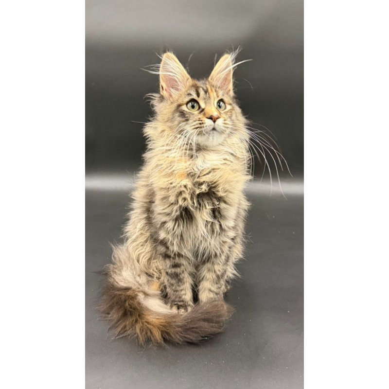 Maine Coon Werra