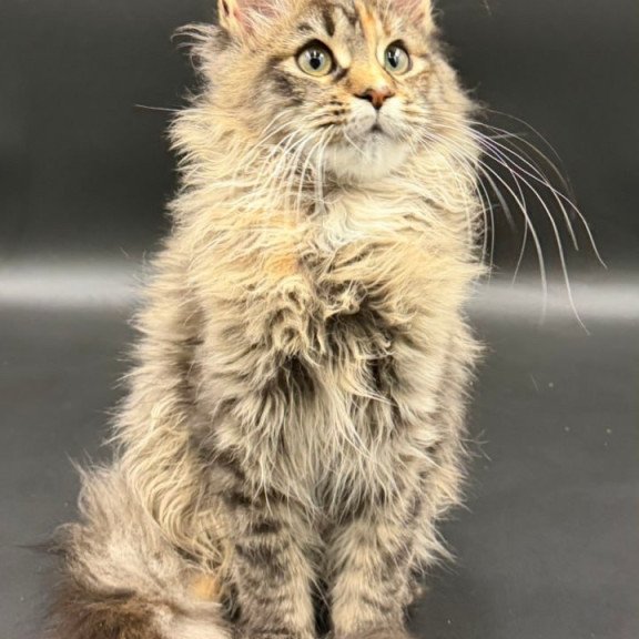 Maine Coon Werra