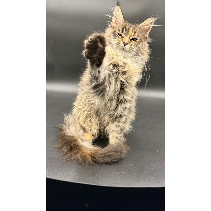 Maine Coon Werra
