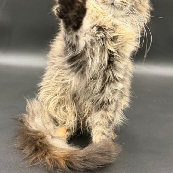 Maine Coon Werra