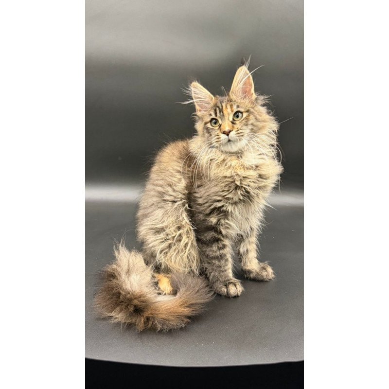 Maine Coon Werra