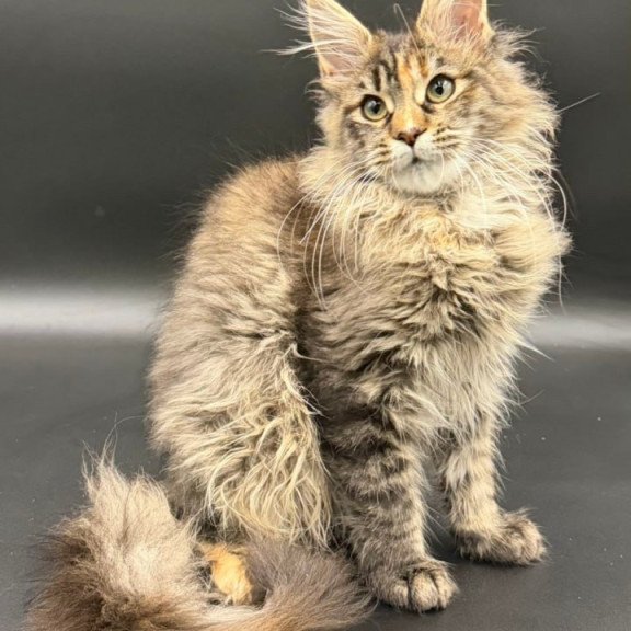 Maine Coon Werra