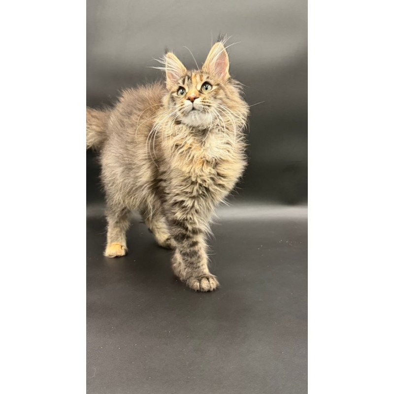 Maine Coon Werra