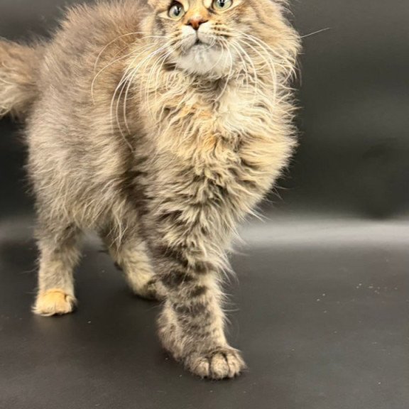 Maine Coon Werra