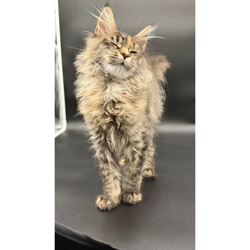 Maine Coon Werra