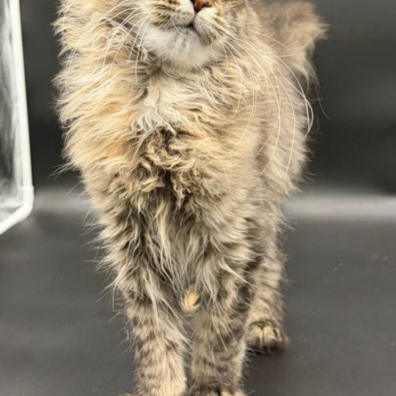 Maine Coon Werra